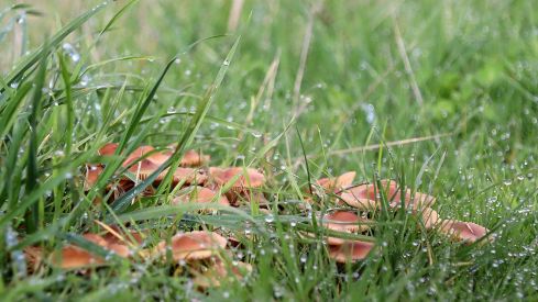 Setas en La Cepeda (León) | Peio García (ICAL)