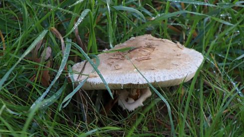 Abundancia de setas en La Cepeda (León) | Peio García (ICAL)