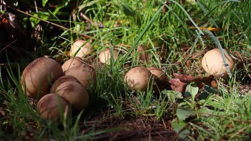 Abundancia de setas en La Cepeda (León) | Peio García (ICAL)