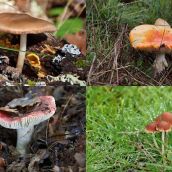 Abundancia de setas en La Cepeda (León) | Peio García (ICAL)