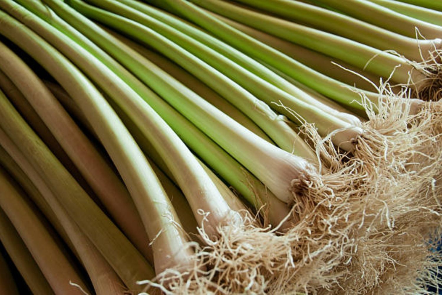 Sahagún (León) ensalza al puerro como cultivo estrella de la zona en la LI Feria de San Simón que se celebra este fin de semana | iStock 