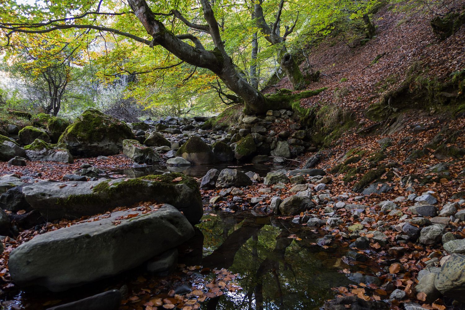 Faedo de Ciñera, uno de los enclaves de la Reserva de la Biosfera del Alto Bernesga