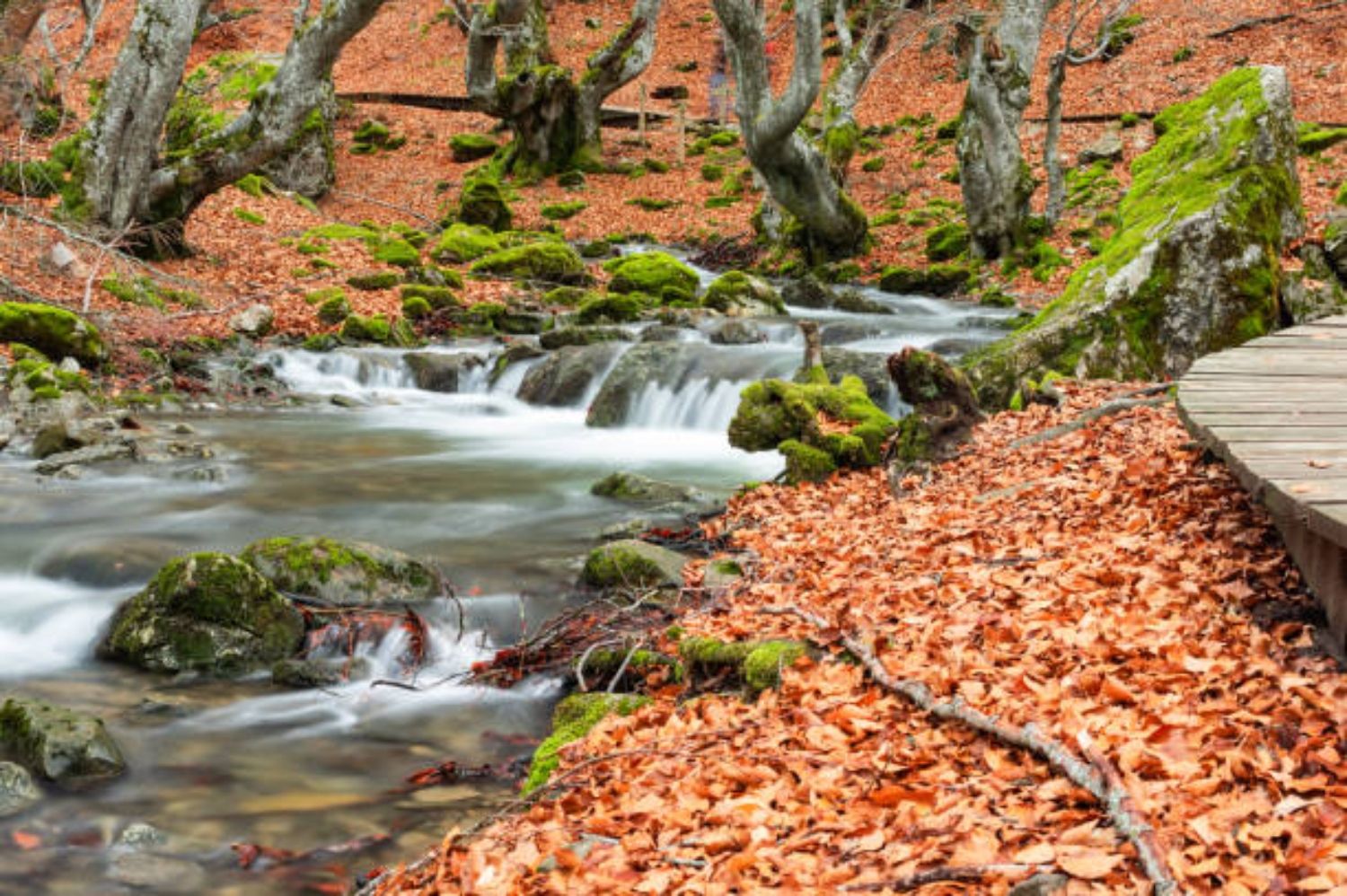 Faedo de Ciñera | | iStock 