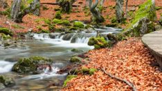 Faedo de Ciñera | | iStock 