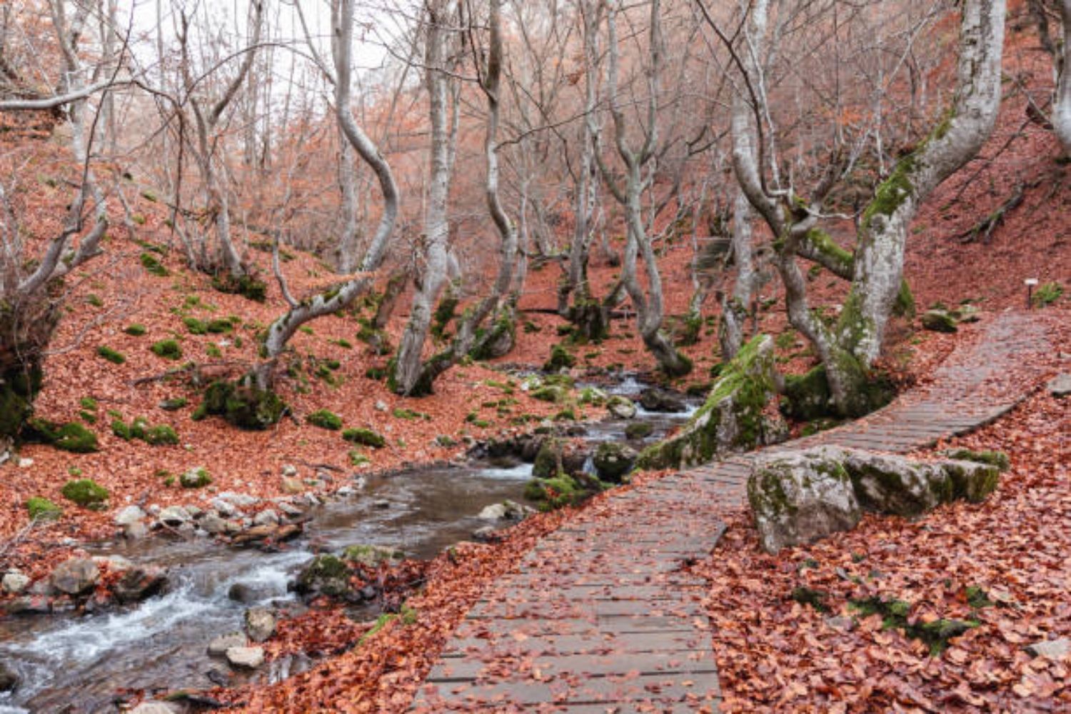 Faedo de Ciñera (1)