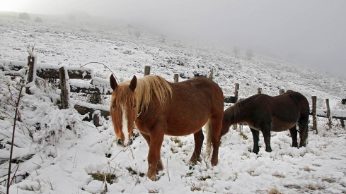 Nieve en el puerto de Pajares | La Aemet activa el aviso amarillo por nevadas para el sábado en la Cordillera Cantábrica de León