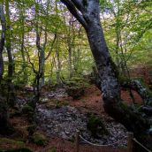 Faedo de Ciñera | Eduardo Margareto
