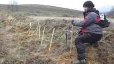 Reforestación de Valdavido (León) en el año 2022