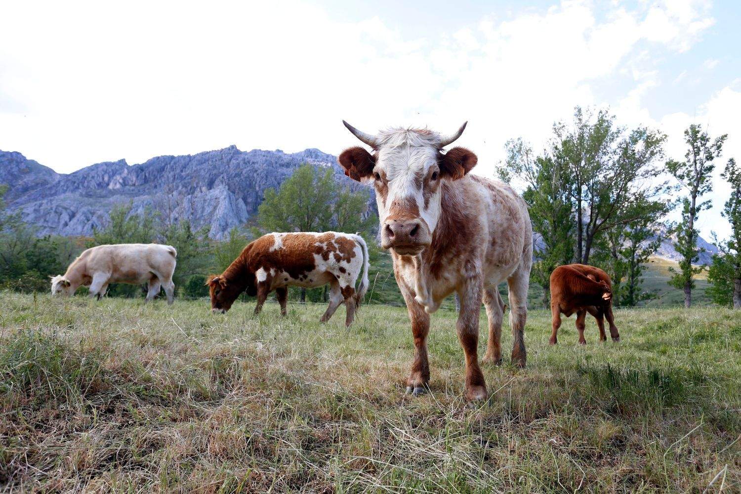 La Diputación de León destina 110.000 euros a ayudas para ganaderías de vacuno de leche