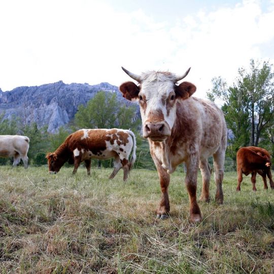 La Diputación de León destina 110.000 euros a ayudas para ganaderías de vacuno de leche