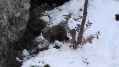 Así se adapta el osezno rescatado en Barniedo de la Reina a la nieve de la Montaña Oriental leonesa