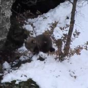 Así se adapta el osezno rescatado en Barniedo de la Reina a la nieve de la Montaña Oriental leonesa