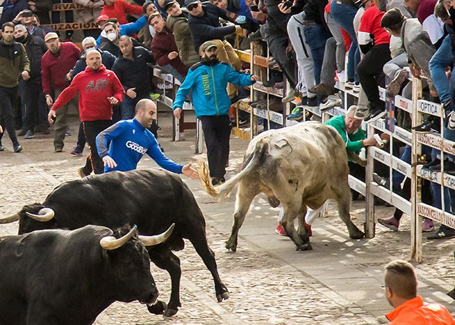 UPL solicita la cancelación del toro ‘Tentenecio’ de Sahagún (León) por su "peligrosidad"