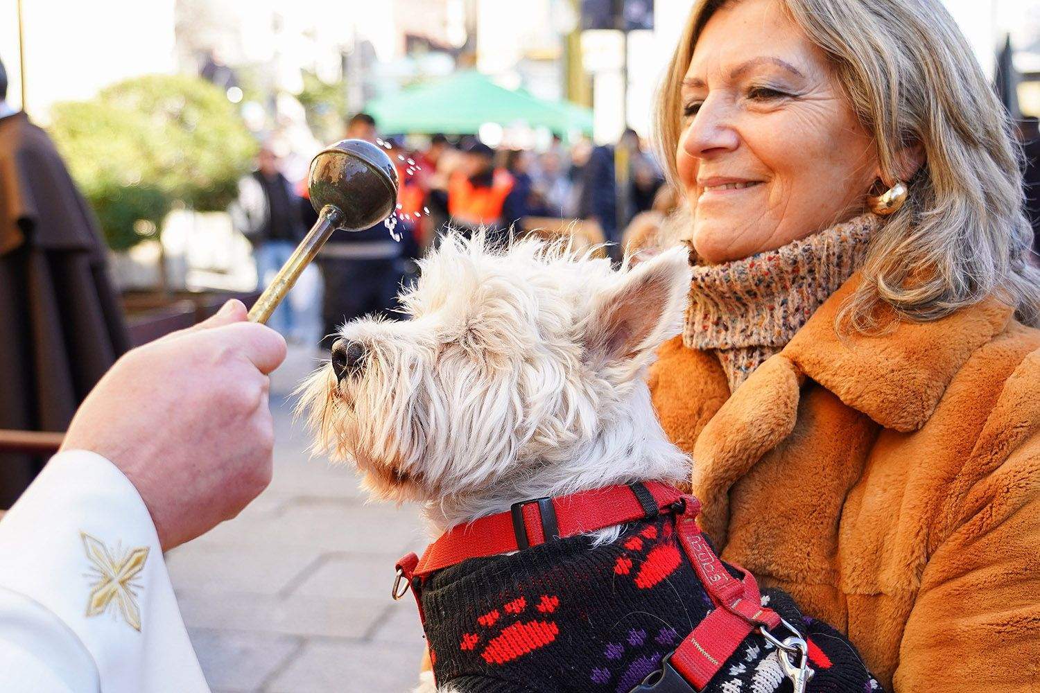 Campillo ICAL. Bendición de animales en León con motivo de la festividad de San Antón (2 Campillo ICAL. Bendición de animales en León con motivo de la festividad de San Antón (2