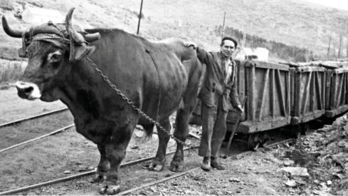 Los animales de la mina protagonizan una conferencia en el Museo de la Siderurgia y la Minería de Sabero (León)