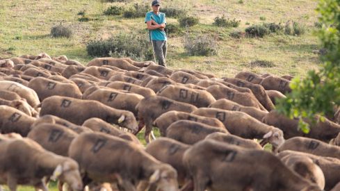 UGAL-UPA denuncia la situación “límite” de los ganaderos de leche de oveja en León con bajadas de precio de 0,30 céntimos por litro | Campillo / ICAL