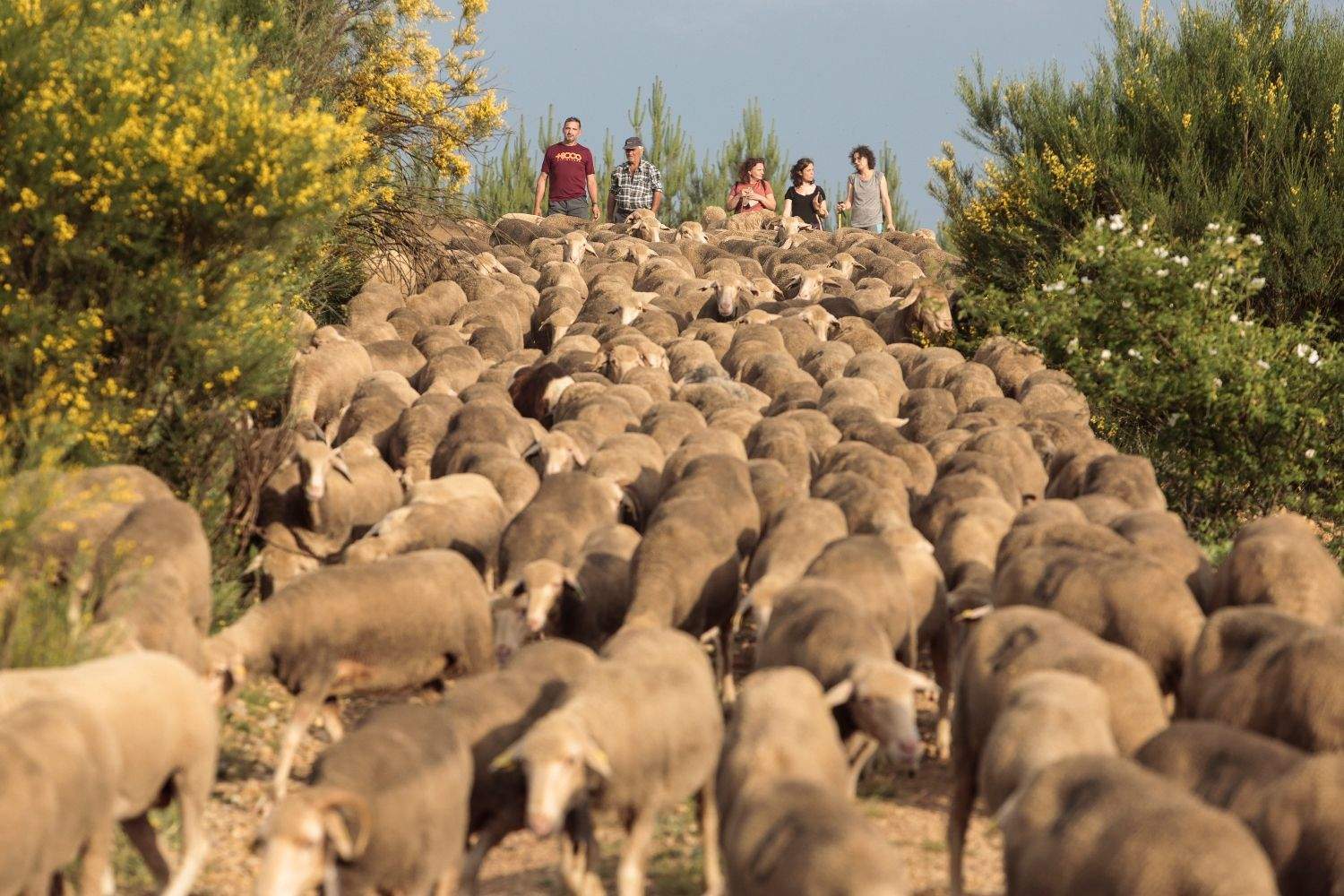 Trashumancia a su paso por El Valle de las Casas (León) | Campillo / ICAL