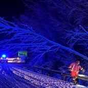 Los bomberos de León retiran un árbol de la carretera que une Ferral del Bernesga y Montejos del Camino