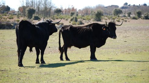 La Junta destina 165.000 euros para poner en valor la carne de buey como producto gourmet | Asociación Española de Criadores de Ganado Bovino de la Raza Sayaguesa La Junta destina 165.000 euros para poner en valor la carne de buey como producto gourmet | Asociación Española de Criadores de Ganado Bovino de la Raza Sayaguesa
