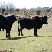 La Junta destina 165.000 euros para poner en valor la carne de buey como producto gourmet | Asociación Española de Criadores de Ganado Bovino de la Raza Sayaguesa