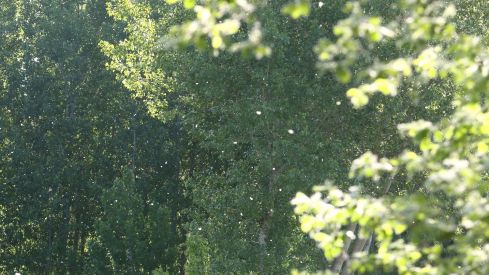 Fresno de la Vega (León) acoge una jornada sobre innovación en el cultivo del chopo