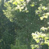 Fresno de la Vega (León) acoge una jornada sobre innovación en el cultivo del chopo