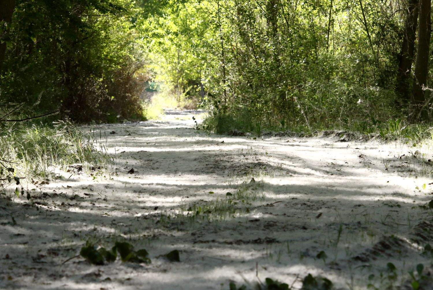  Pelusa de chopo, también llamada vilanos o folín | César Sánchez / ICAL