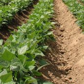 El cultivo de la alubia en León representa el 92% de la producción de la Comunidad