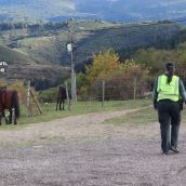 Investigado por matar y amputar las extremidades de un poni en Navatejera (León)