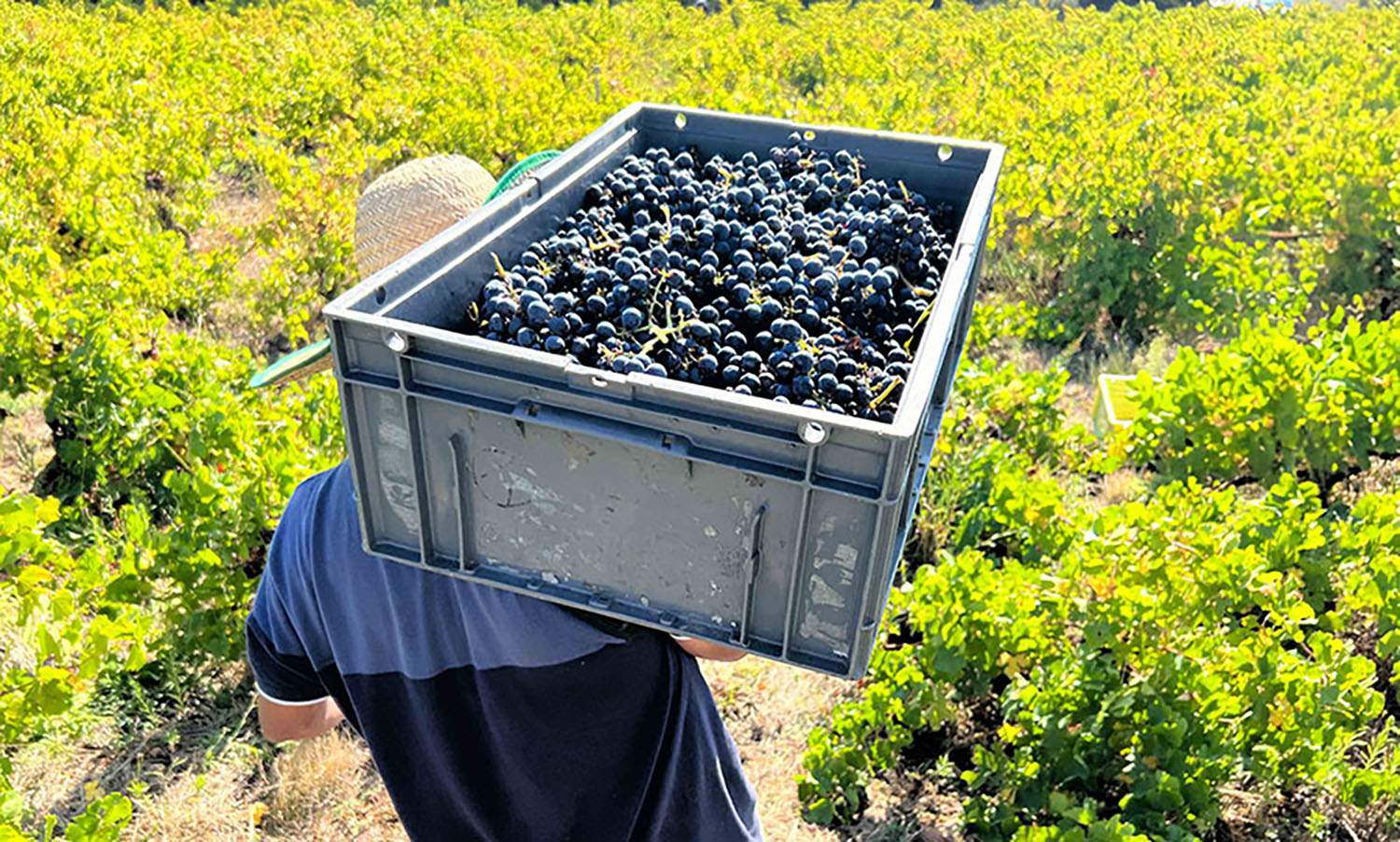 Vendimia en la bodega Aníbal de Otero