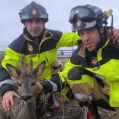 Los Bomberos de la Diputación de León rescatan a un corzo que había caído al Canal Bajo de Los Payuelos| Diputación de León