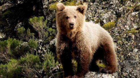 La provincia de León registró el mayor número de animales ingresados por disparo en los Centros de Recuperación de la Comunidad