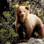 La provincia de León registró el mayor número de animales ingresados por disparo en los Centros de Recuperación de la Comunidad