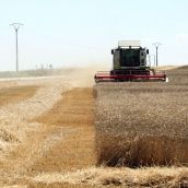 UPA y UGAL-UPA exigen la suspensión inmediata de las cotizaciones de las lonjas tras una rebaja “especulativa” del precio de la cebada