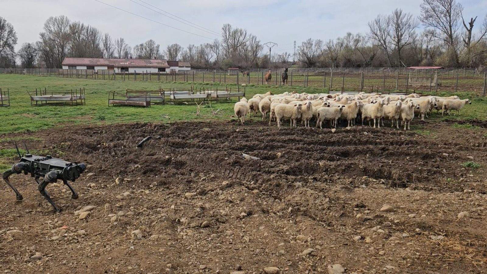 Hacia un pastoreo inteligente: la ULE desarrolla un 'perro robot' para ayudar a los ganaderos