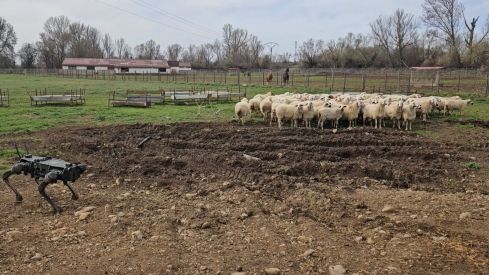 Hacia un pastoreo inteligente: la ULE desarrolla un 'perro robot' para ayudar a los ganaderos
