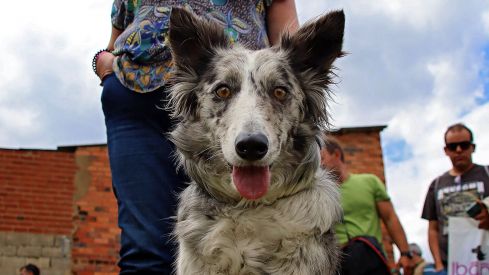 Cerezales del Condado (León) celebra este fin de semana su octava Feria Carea | Peio García / ICAL