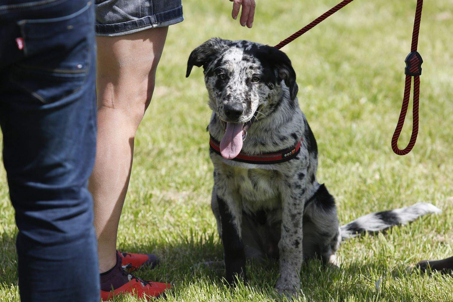 Feria Carea de Cerezales del Condado | Campillo / ICAL
