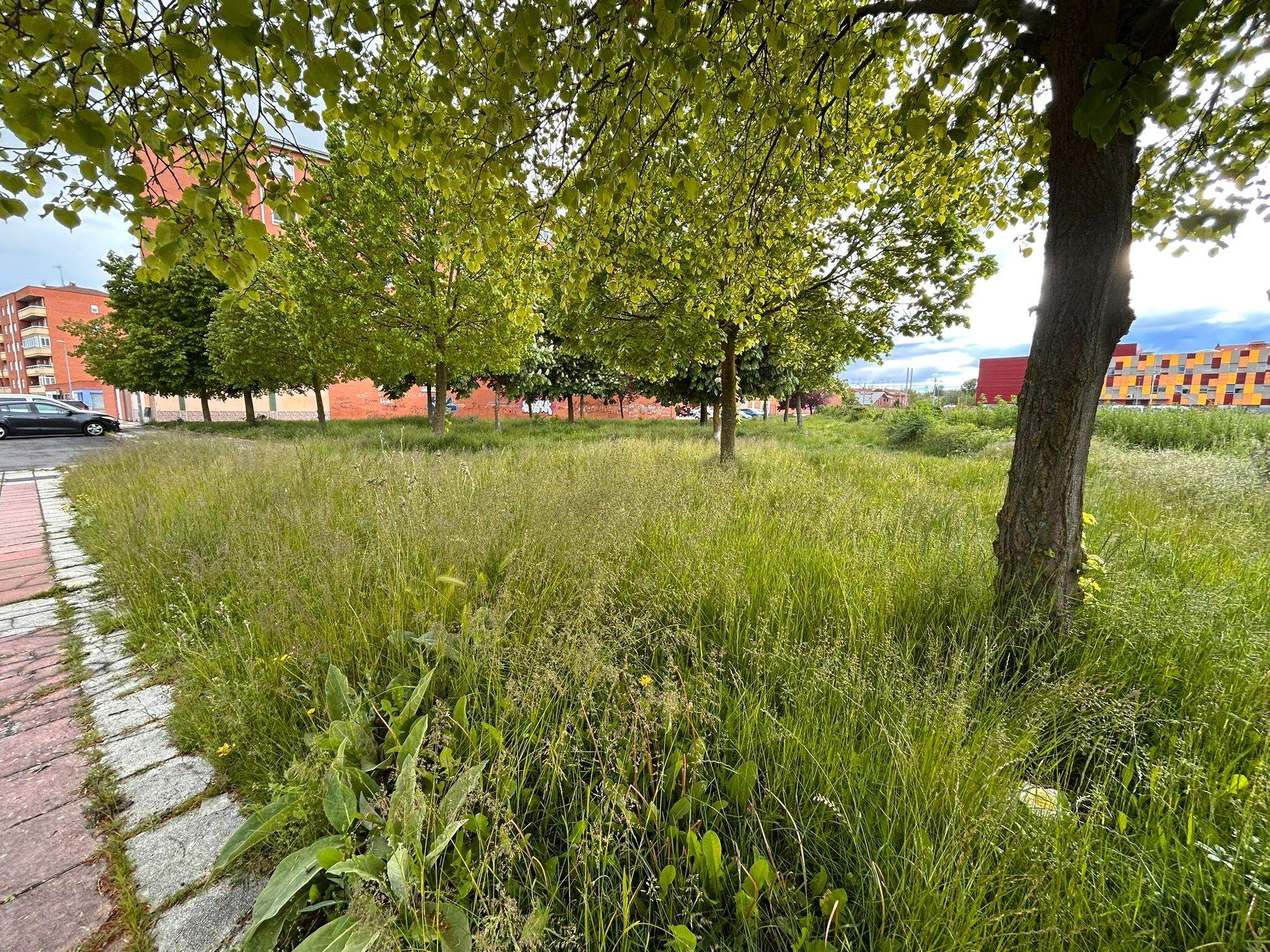 Estado de una de las zonas verdes del municipio de San Andres del Rabanedo