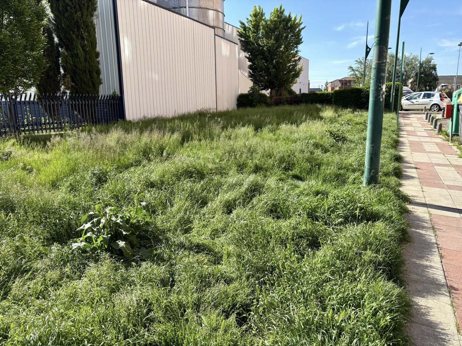 Estado de la zona verde en la calle de la Luz Estado de la zona verde en la calle de la Luz