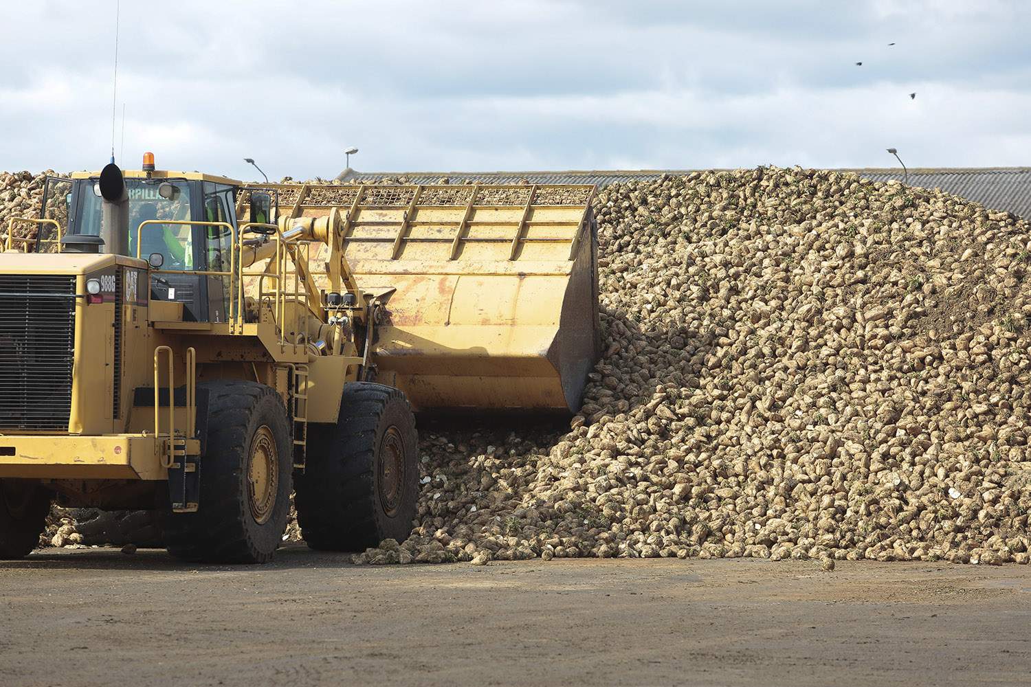 Instalaciones de la Azucarera de La Bañeza (León) | Campillo / ICAL