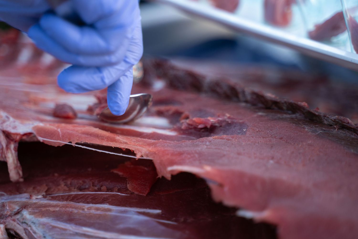 El Hotel ARVAS Santiago de Villaquilambre acoge la III Edición del Ronqueo del Atún Rojo | Brissa Events El Hotel ARVAS Santiago de Villaquilambre acoge la III Edición del Ronqueo del Atún Rojo | Brissa Events