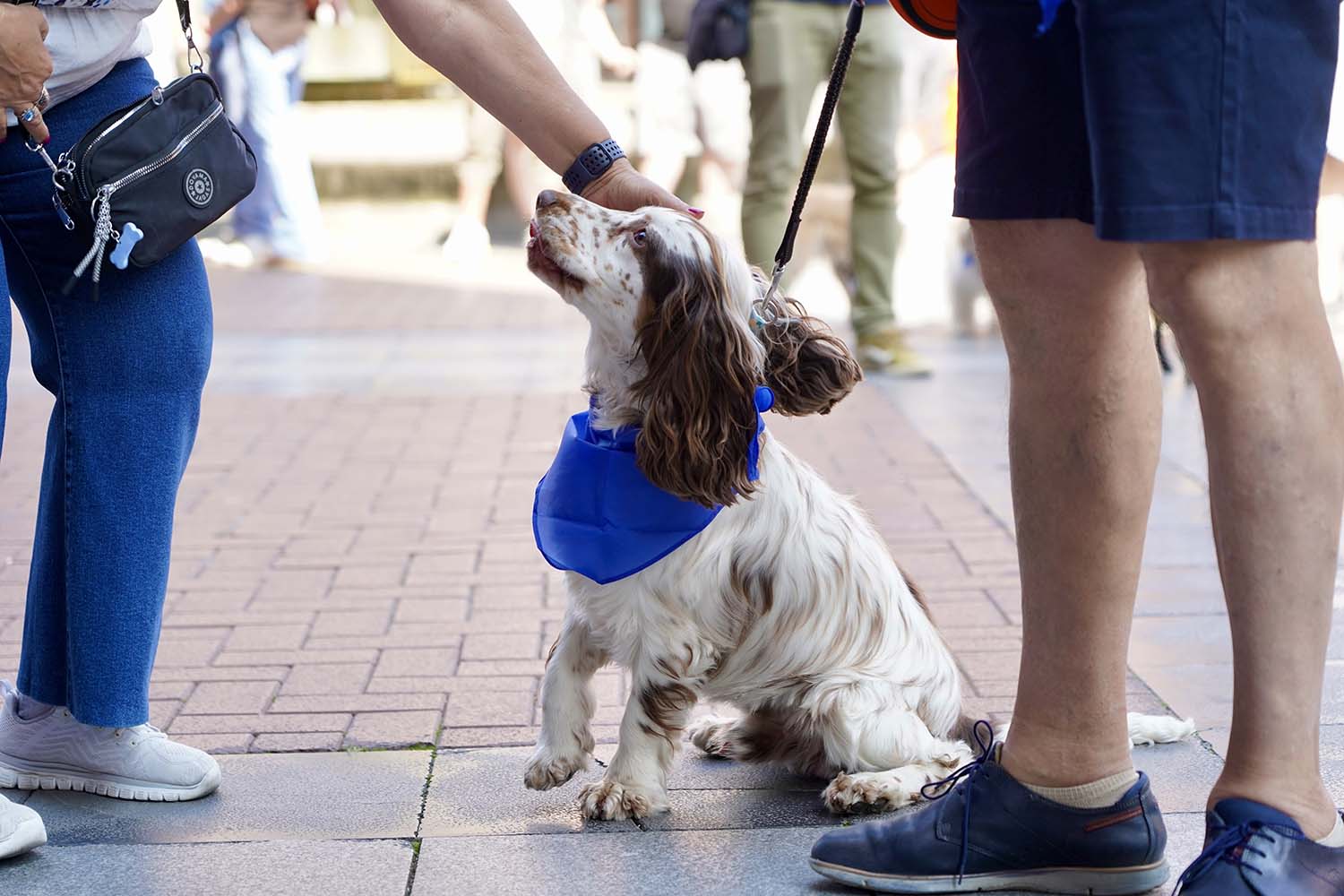 Leticia Pérez ICAL. La Asociación de Veterinarios Empresarios de Valladolid (Avemvall) y el Colegio Oficial de Veterinarios convocan una protesta contra el Real Decreto 6662024