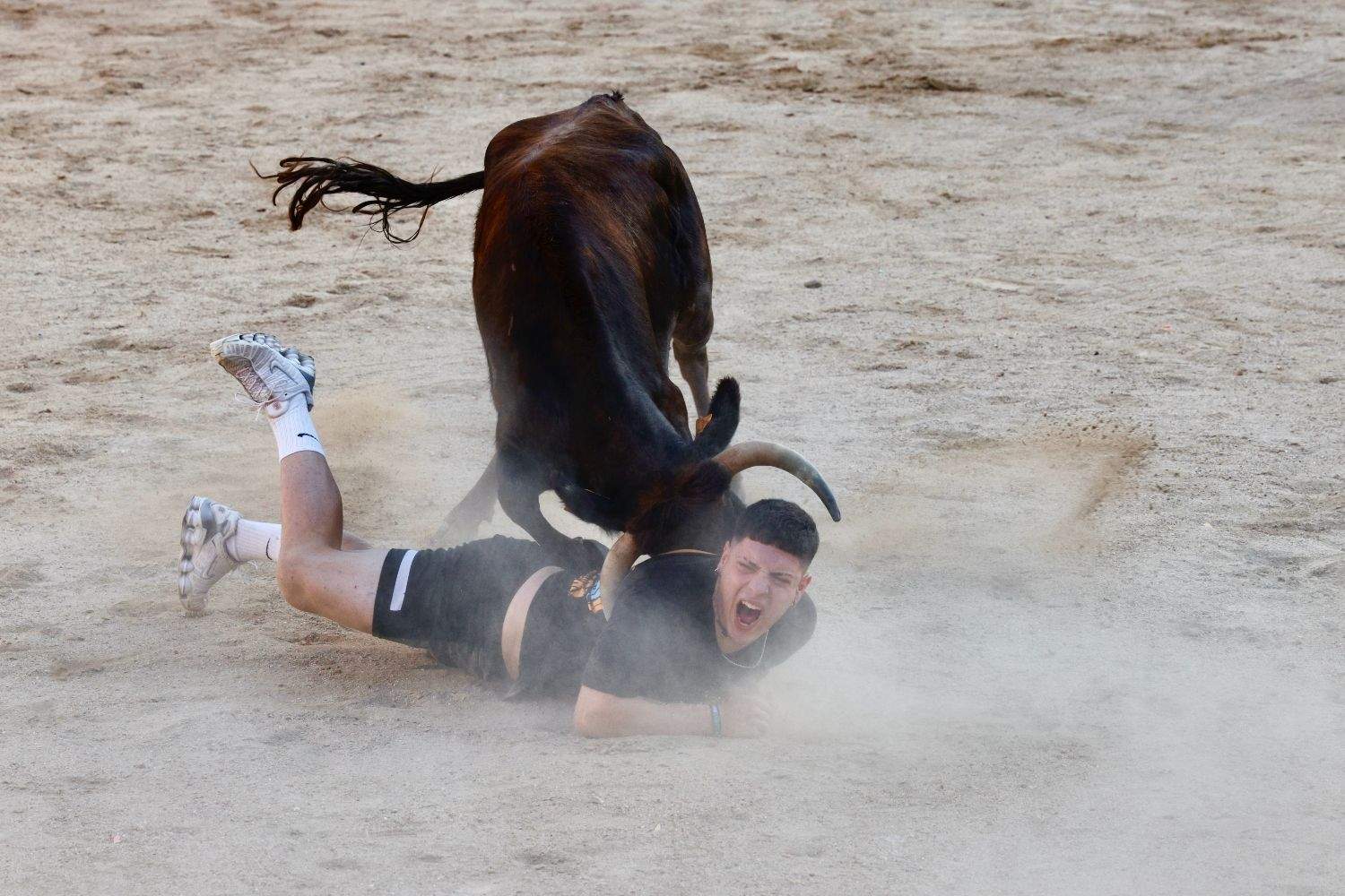 La Fundación Franz Weber pide retirar promociones dirigidas a menores para los eventos taurinos de Sahagún (León) | Ricardo Muñoz-Martín / ICAL 