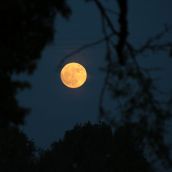 La Luna de Fresa deslumbra en La Cepeda (León): La más baja en casi 20 años | Peio García / ICAL