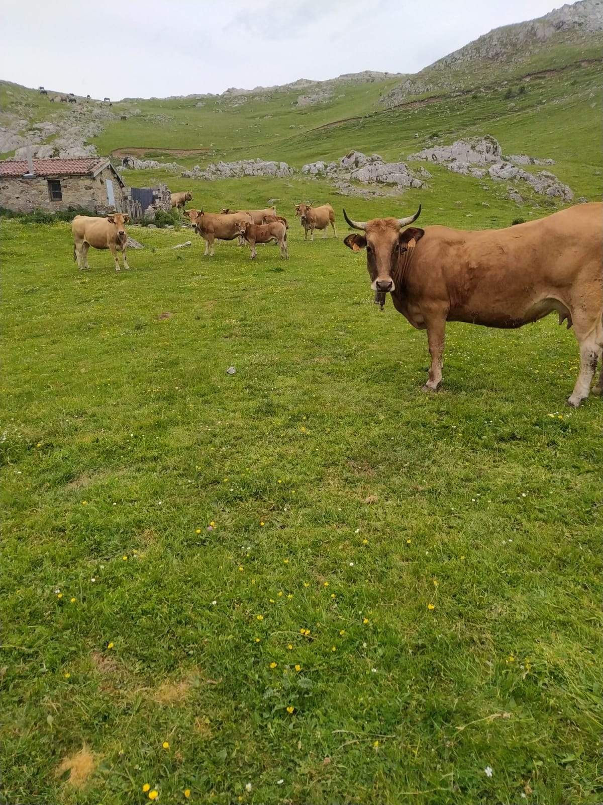 Pedanías de Babia y ayuntamiento de San Emiliano denuncian que 500 vacas asturianas pastan en el Puerto de Pinos sin autorización ni guías (1)