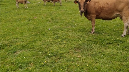 Pedanías de Babia y ayuntamiento de San Emiliano denuncian que 500 vacas asturianas pastan en el Puerto de Pinos sin autorización ni guías (1)