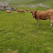 Pedanías de Babia y ayuntamiento de San Emiliano denuncian que 500 vacas asturianas pastan en el Puerto de Pinos sin autorización ni guías (1)