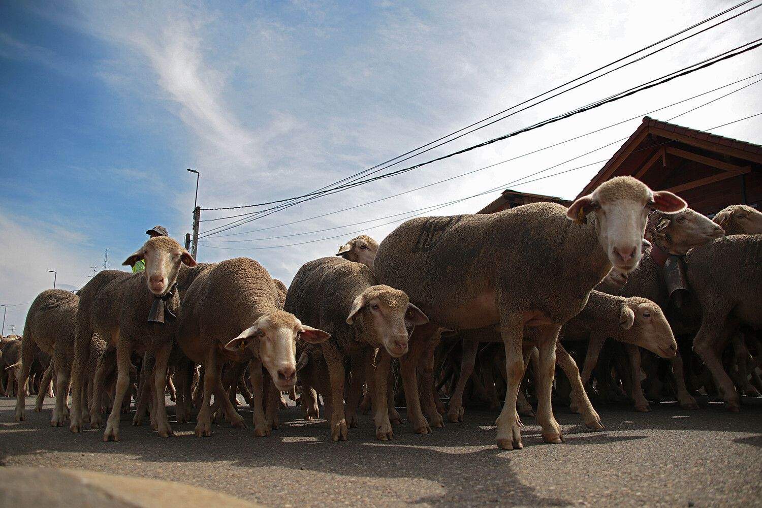 Un rebaño de 2.500 ovejas atraviesa León buscando pastizales al norte de la provincia | Peio García / ICAL