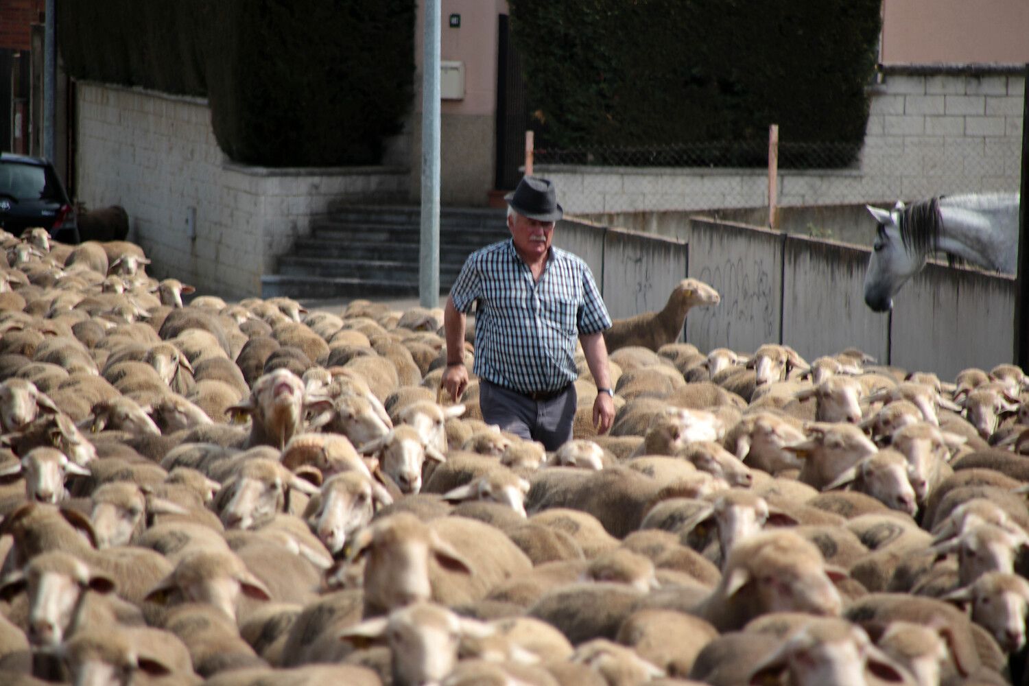 Un rebaño de 2.500 ovejas atraviesa León buscando pastizales al norte de la provincia | Peio García / ICAL